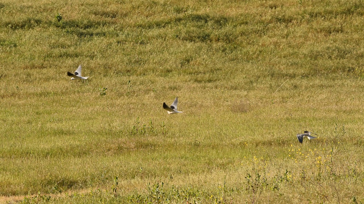 White-tailed Kite - Doug Lithgow