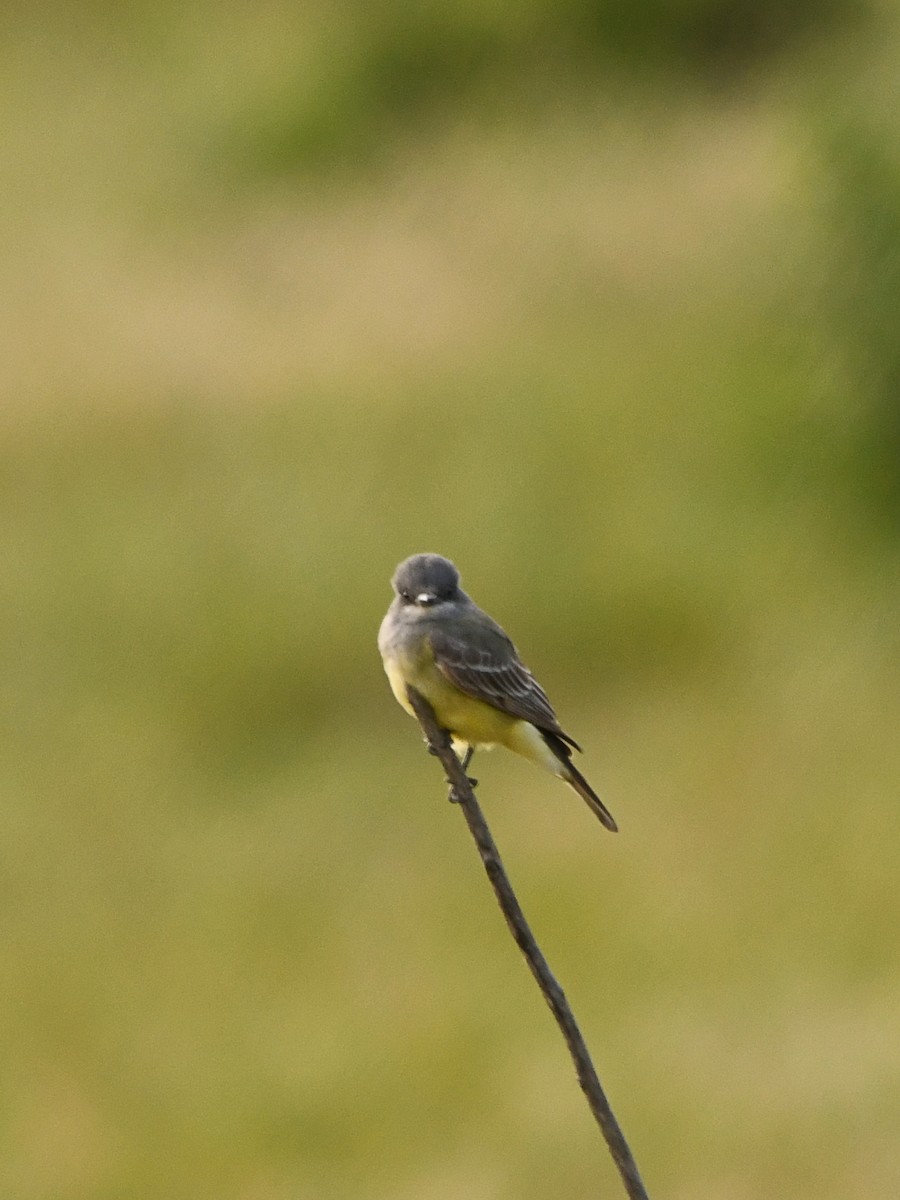 Cassin's Kingbird - Doug Lithgow