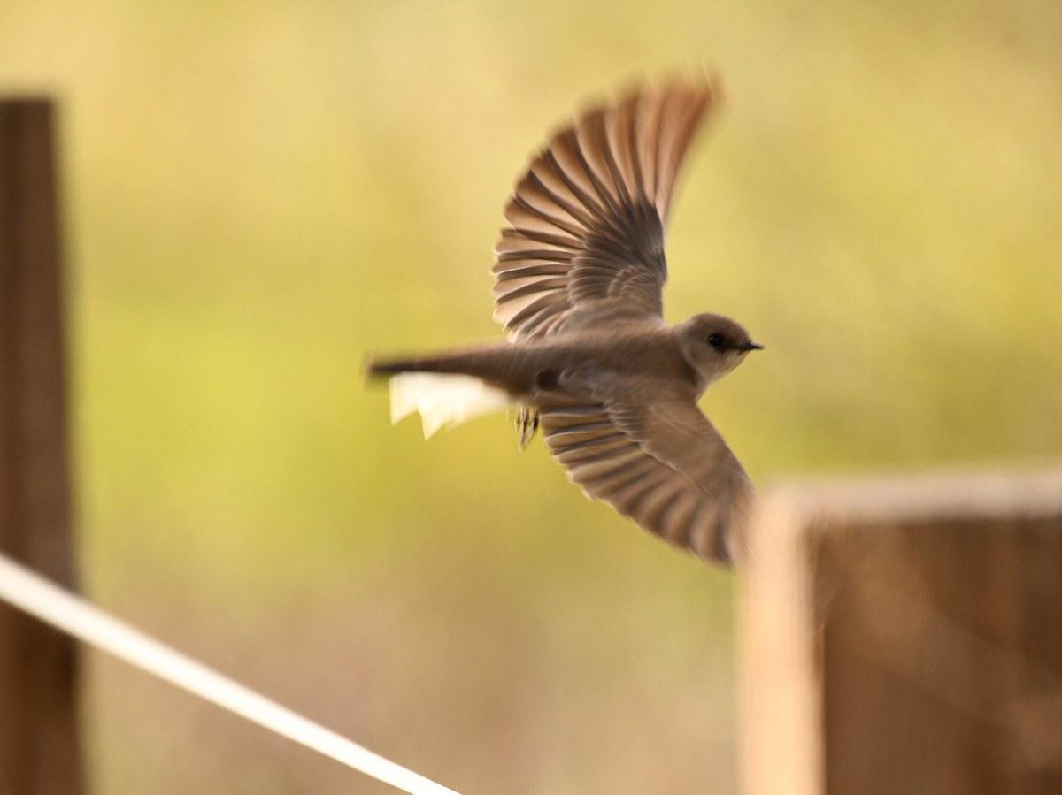 Hirondelle à ailes hérissées - ML616656061