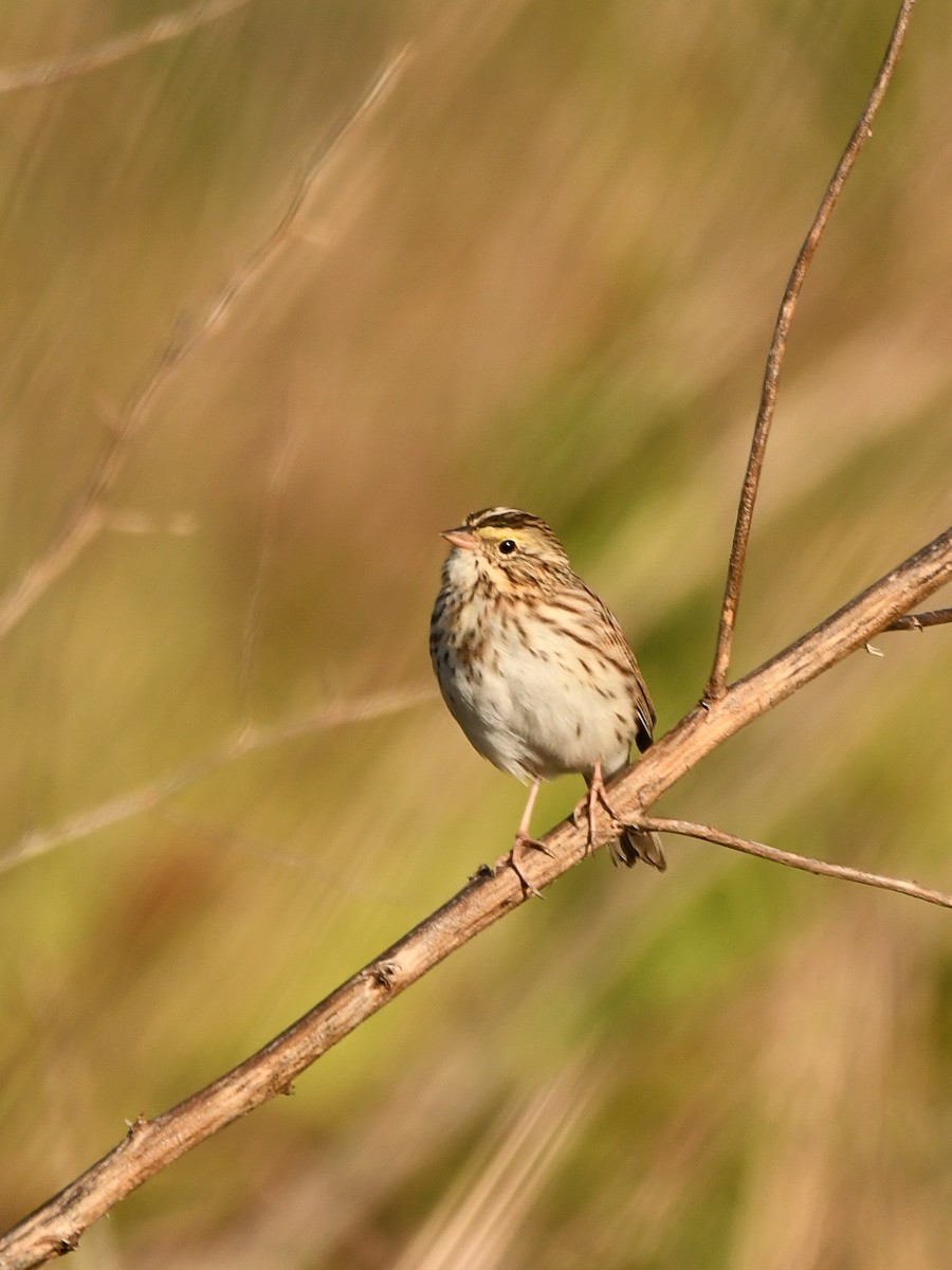 Savannah Sparrow - ML616656077