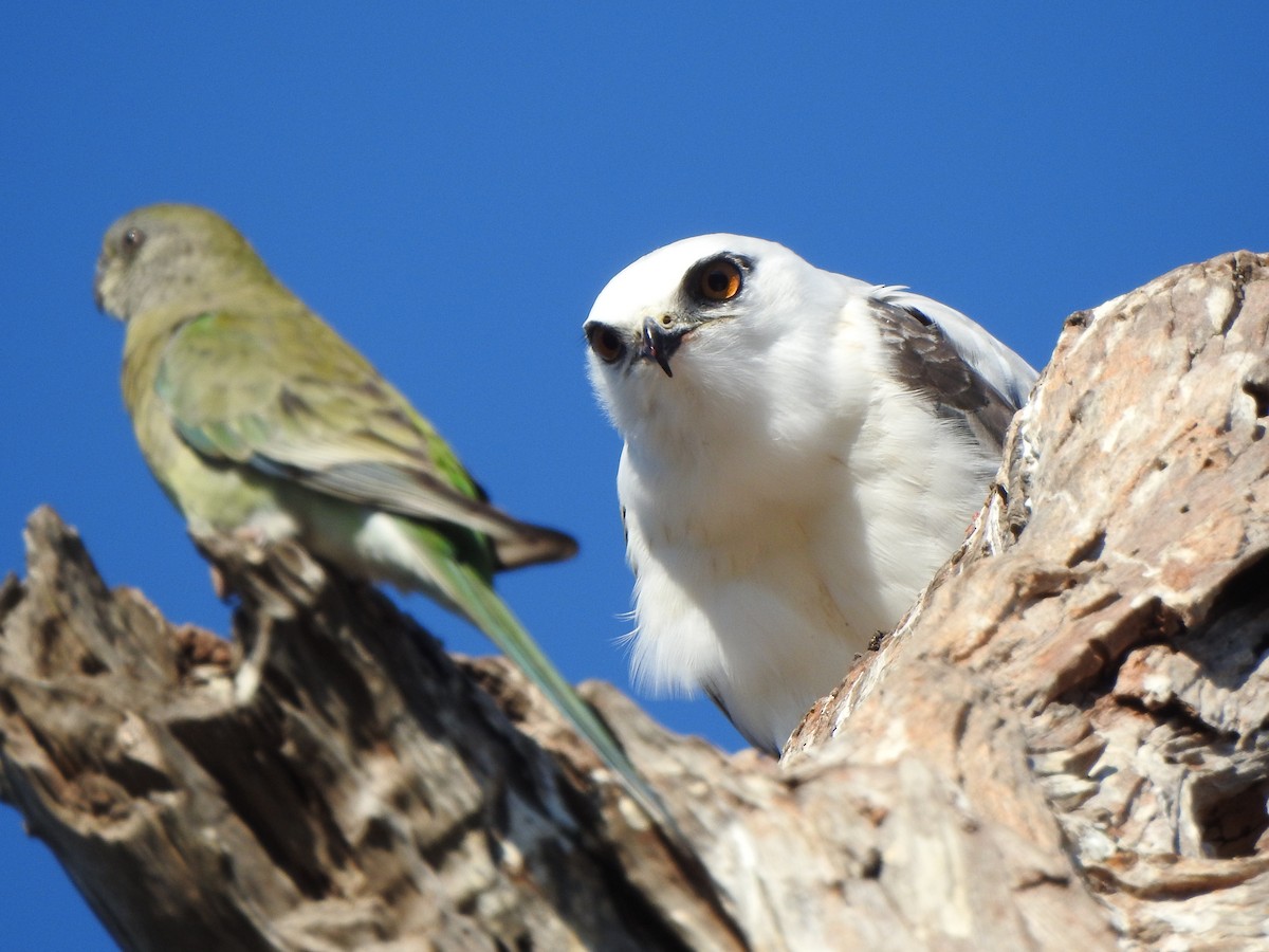 Black-shouldered Kite - ML616656086