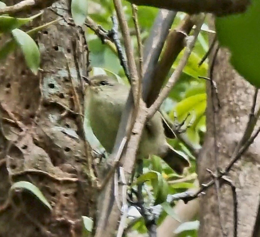 Chatham Islands Gerygone - ML616656098