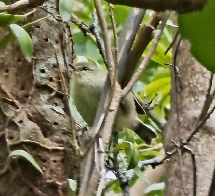 Chatham Island Gerygone - ML616656098