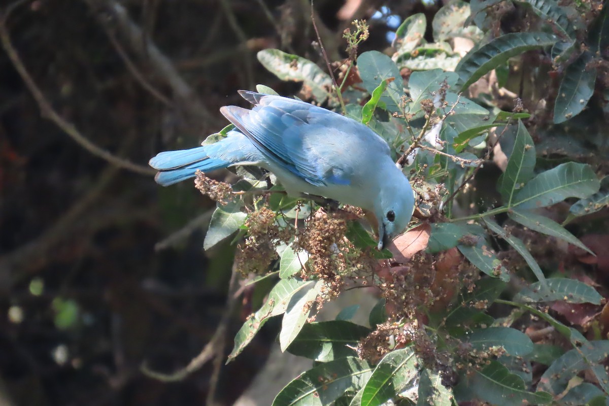 Blue-gray Tanager - Jon Selle