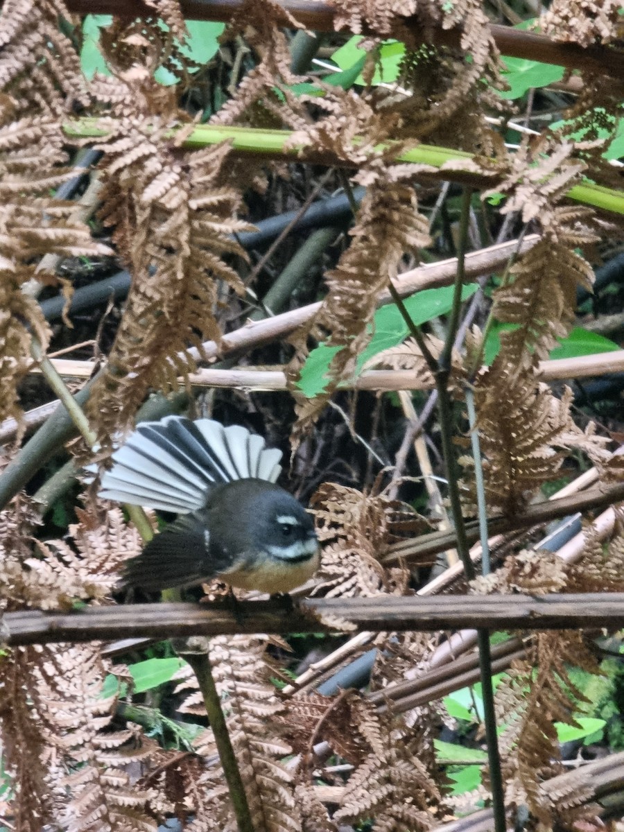 New Zealand Fantail - ML616656158