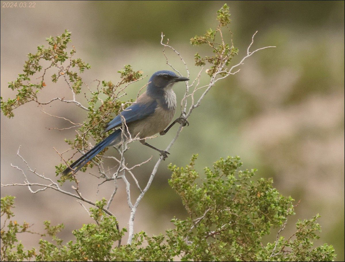 California/Woodhouse's Scrub-Jay - ML616656176