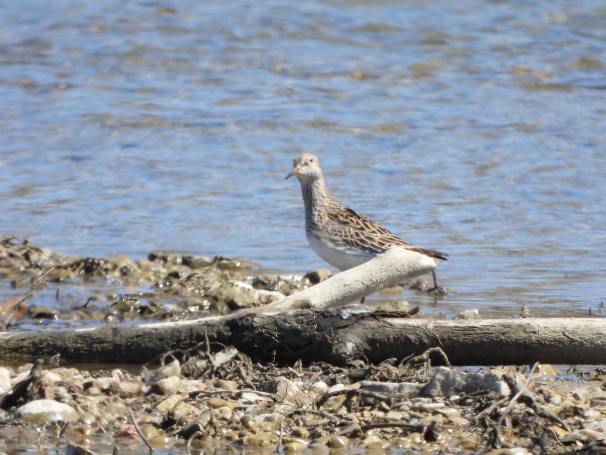 Graubrust-Strandläufer - ML616656202