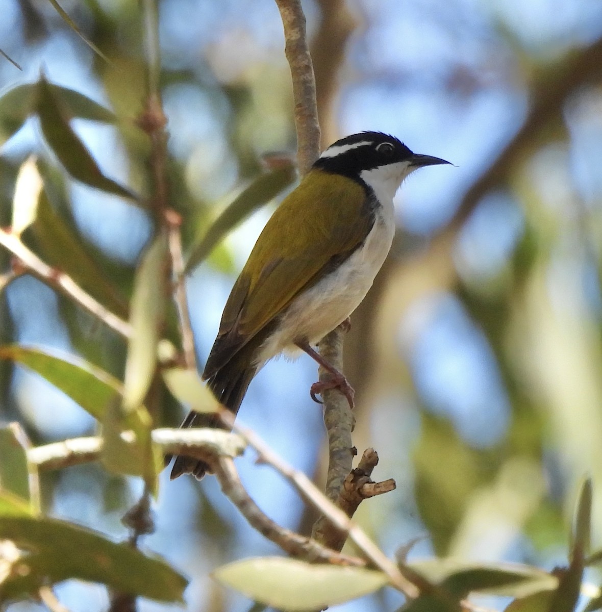 White-throated Honeyeater - Maylene McLeod