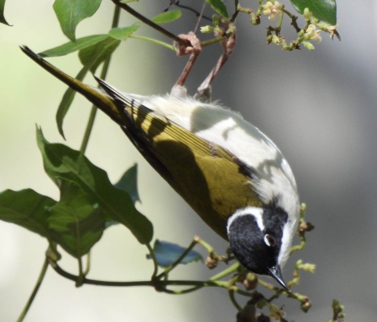 White-throated Honeyeater - ML616656251