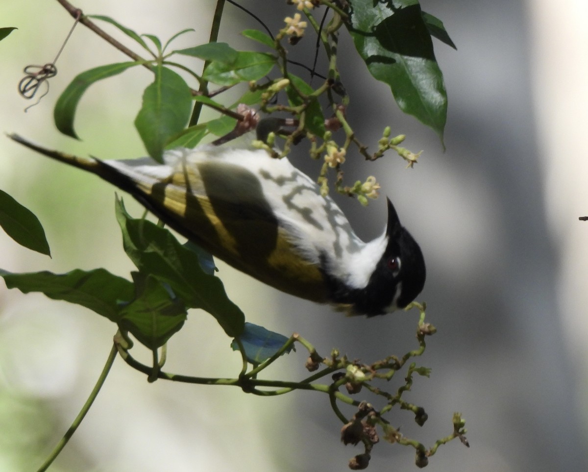 White-throated Honeyeater - ML616656258