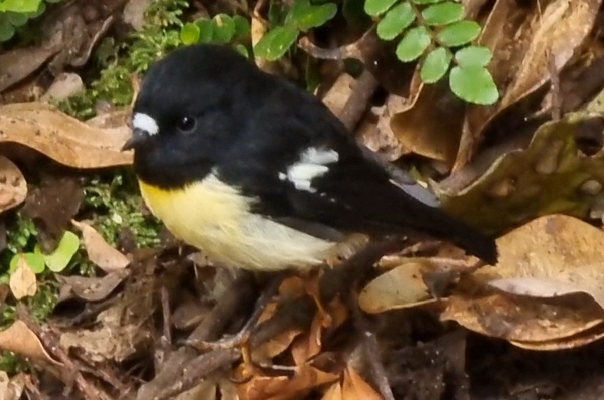 Tomtit - ML616656260