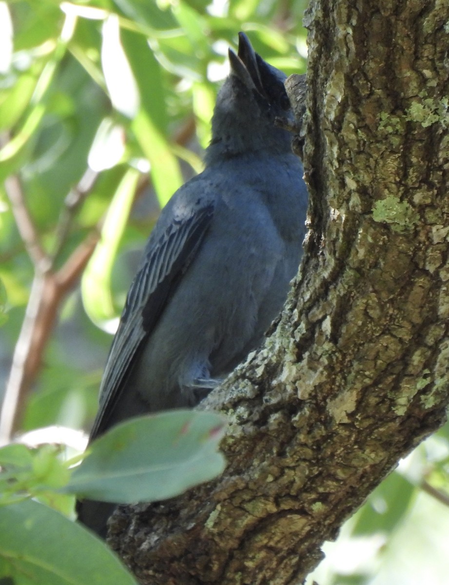 Common Cicadabird - Maylene McLeod