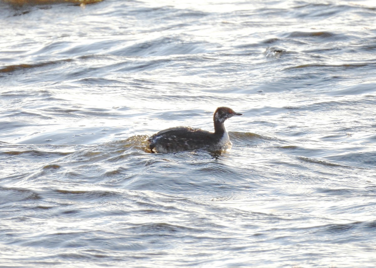 Horned Grebe - ML616656321