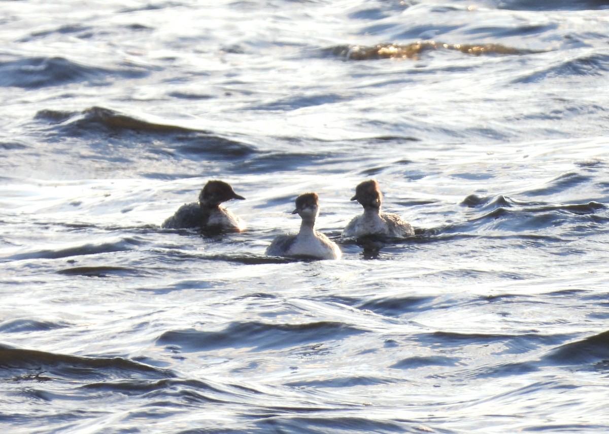 Horned Grebe - ML616656329