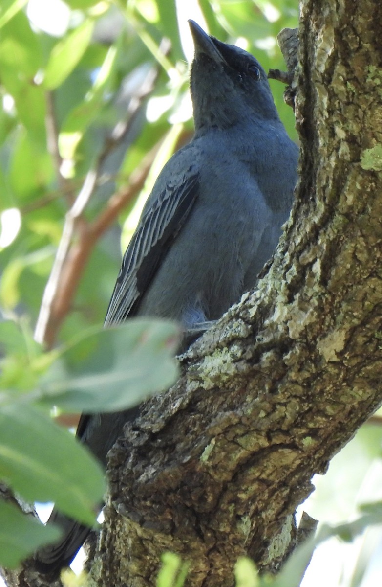 Common Cicadabird - Maylene McLeod