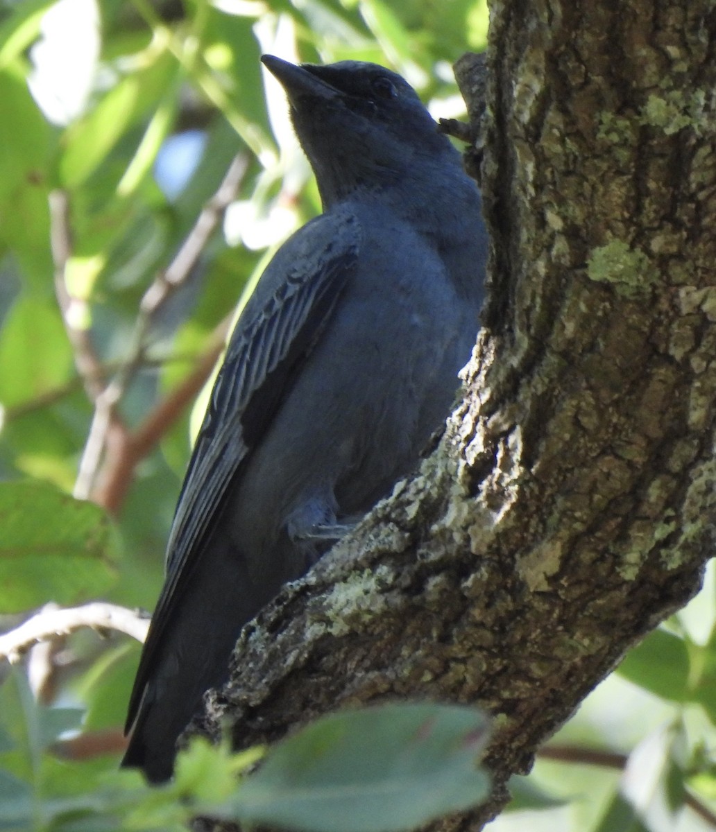 Common Cicadabird - Maylene McLeod