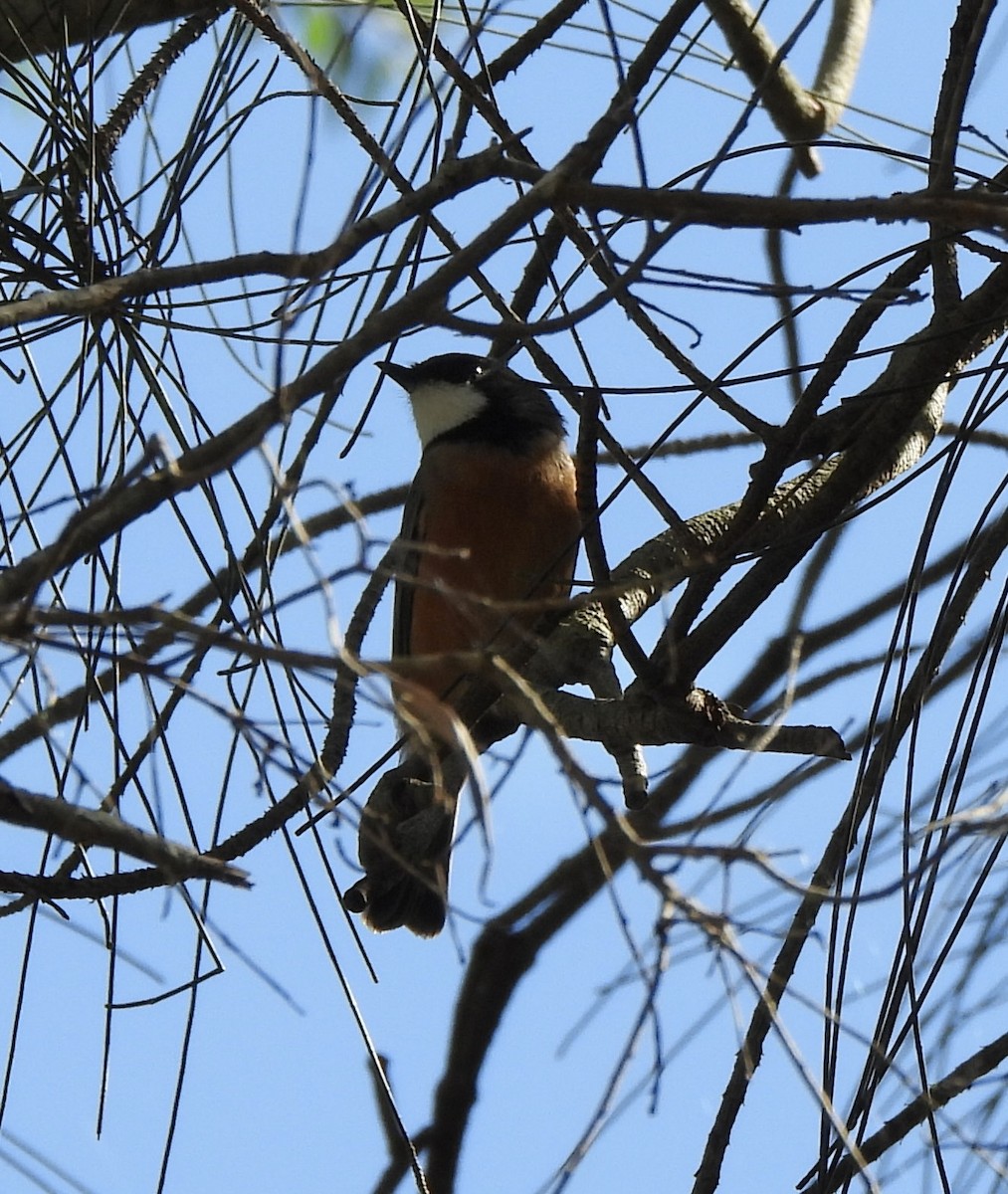 Rufous Whistler - ML616656372