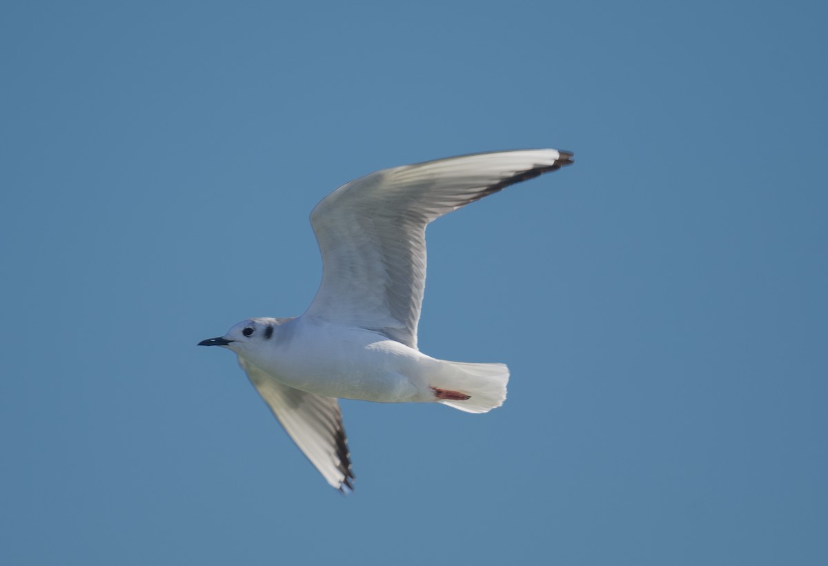 Bonaparte's Gull - Clifton Ellis