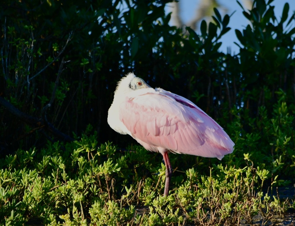 Roseate Spoonbill - Ben Baldwin