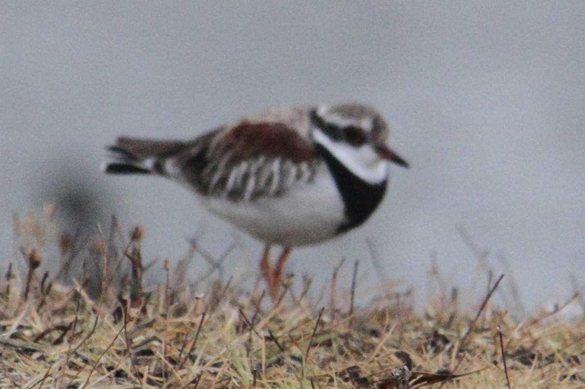 Black-fronted Dotterel - ML616656438