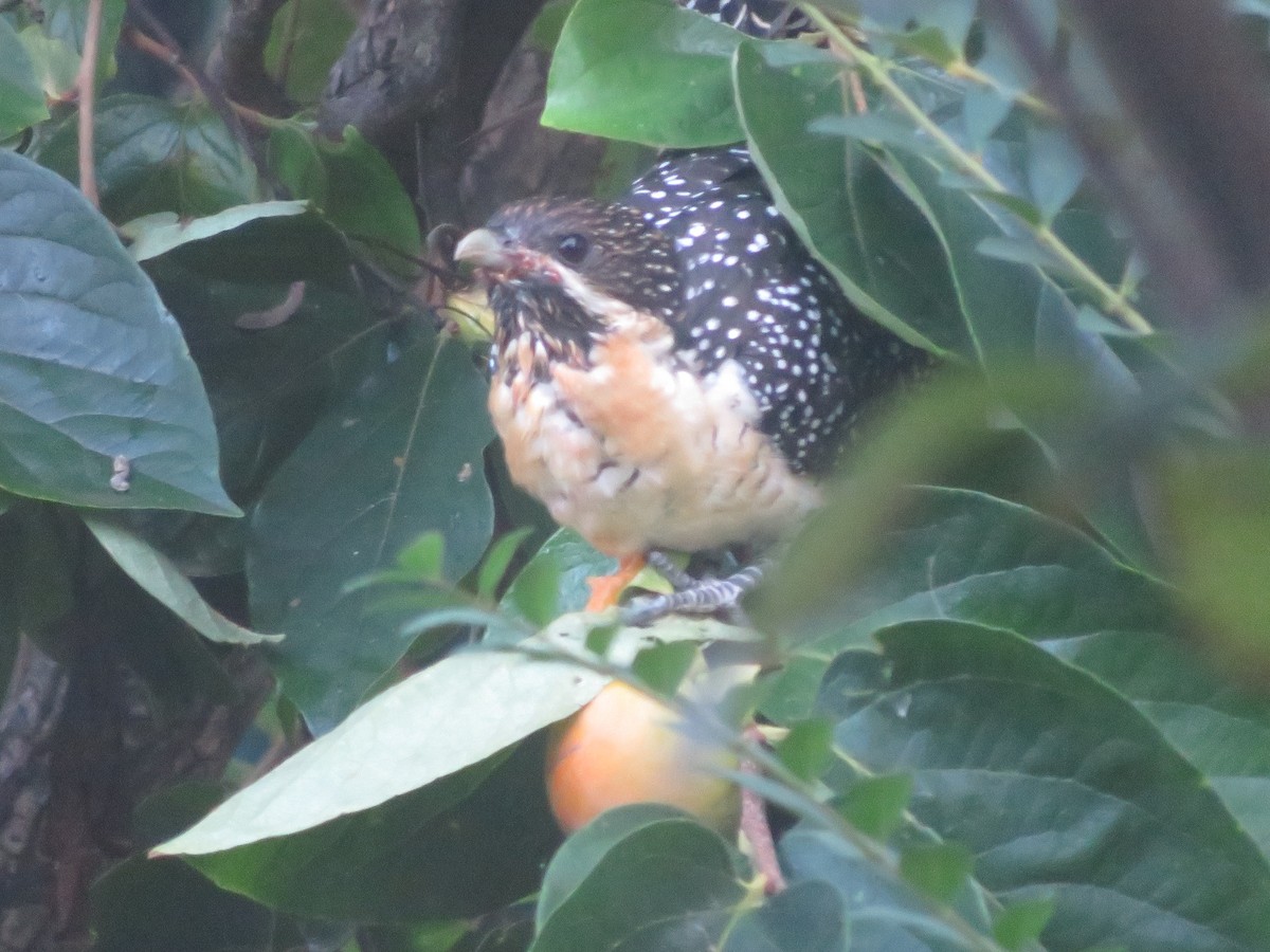 Pacific Koel - Christine D