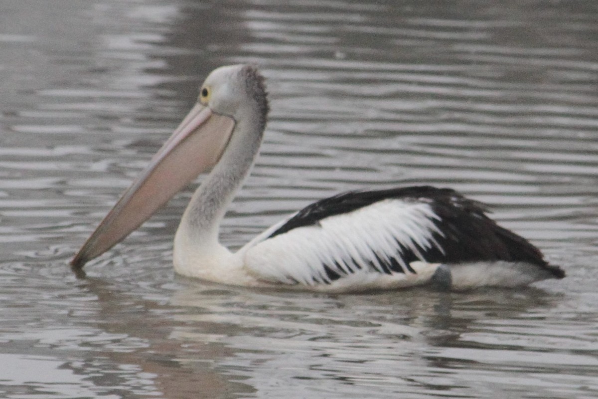 Australian Pelican - ML616656449