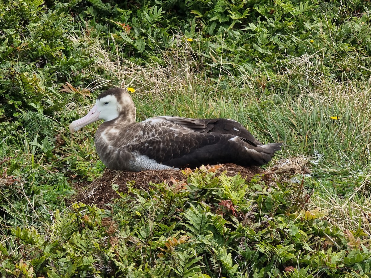 Antipodean Albatross - David Riddell