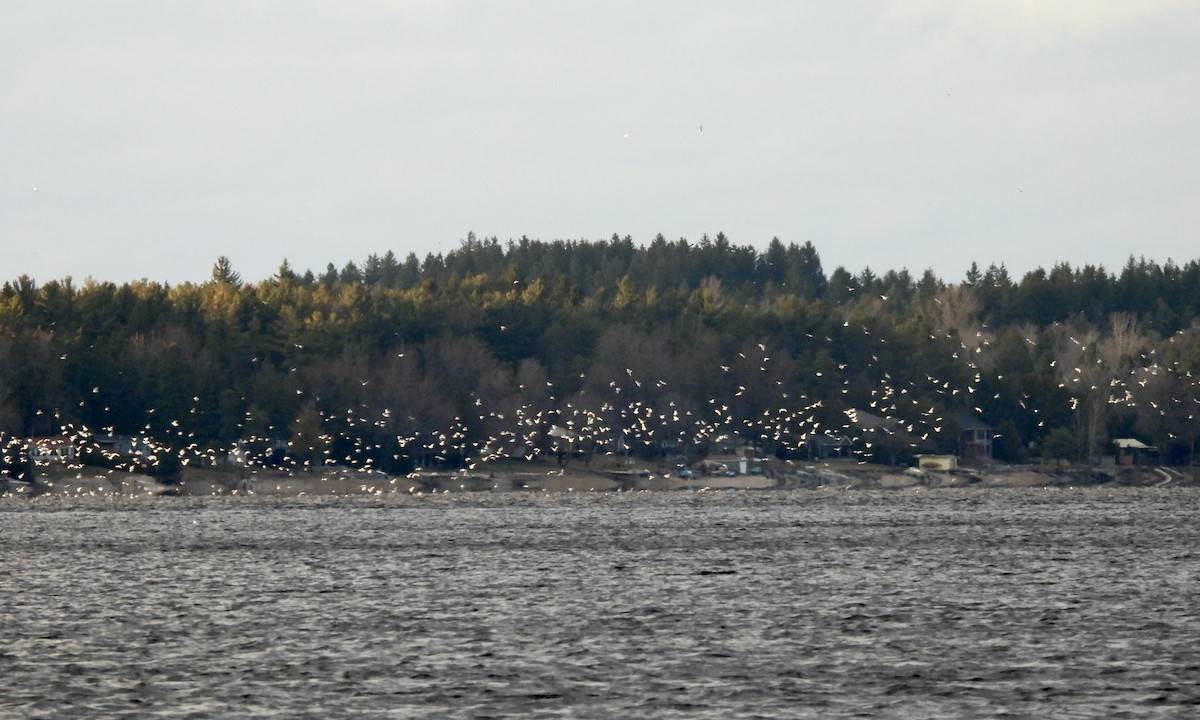 Ring-billed Gull - ML616656490