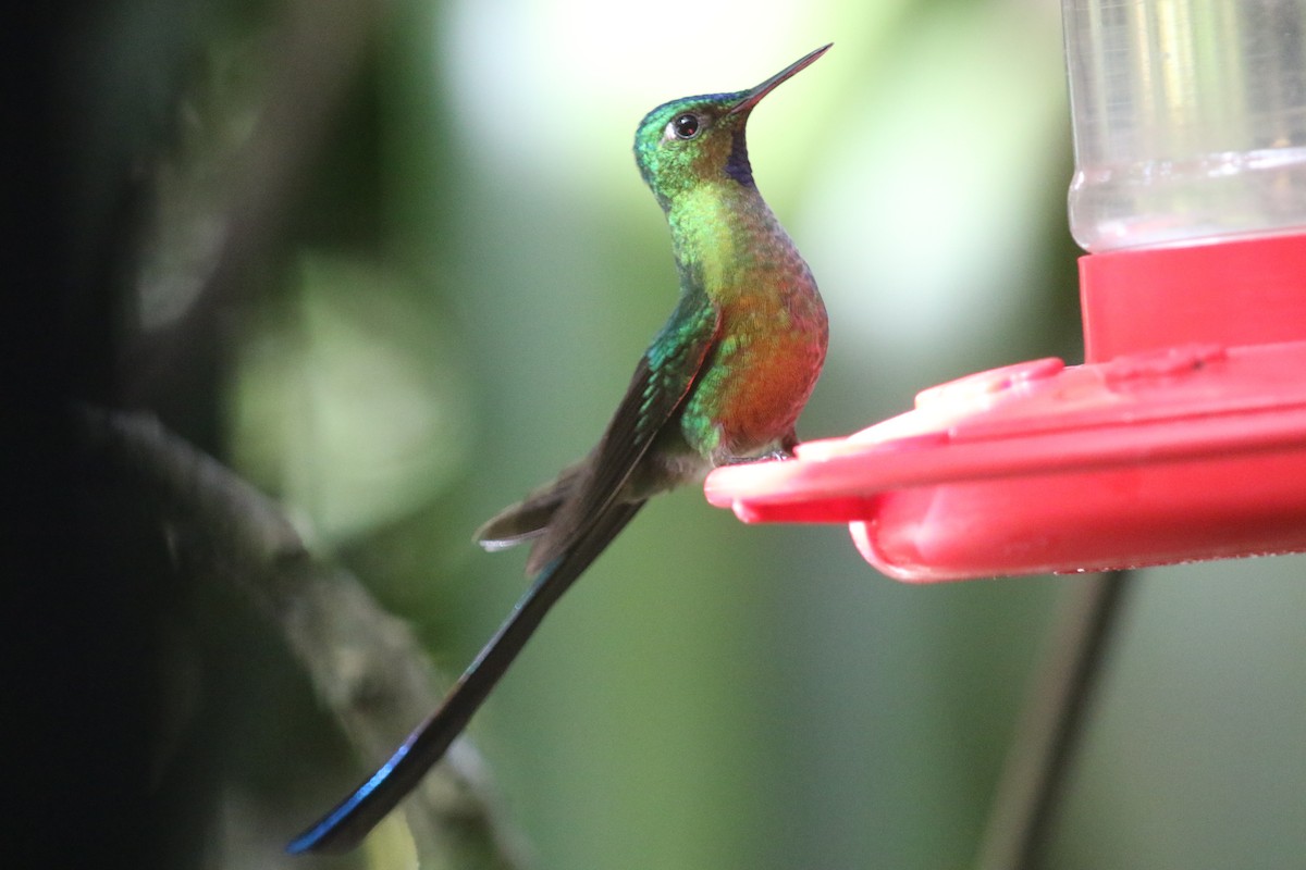 Long-tailed Sylph - ML616656533