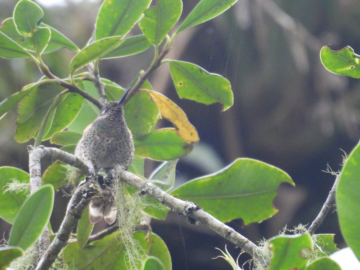 kolibřík žlutoocasý - ML616656549