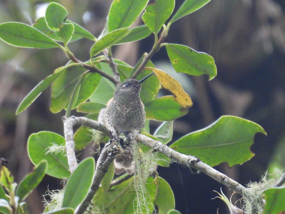 kolibřík žlutoocasý - ML616656580