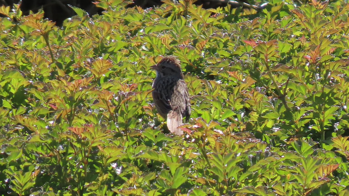 Lincoln's Sparrow - ML616656613