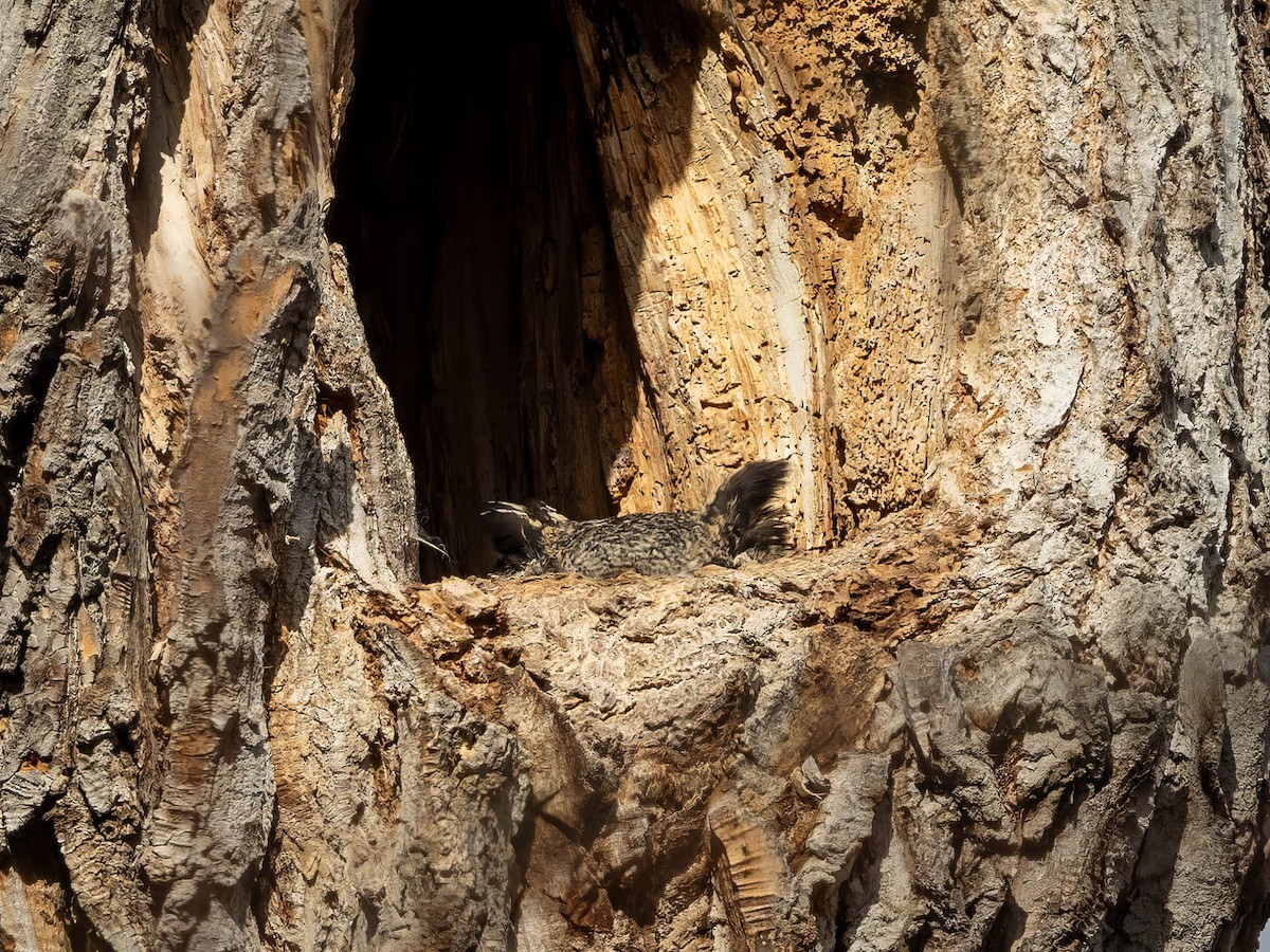 Great Horned Owl - ML616656626