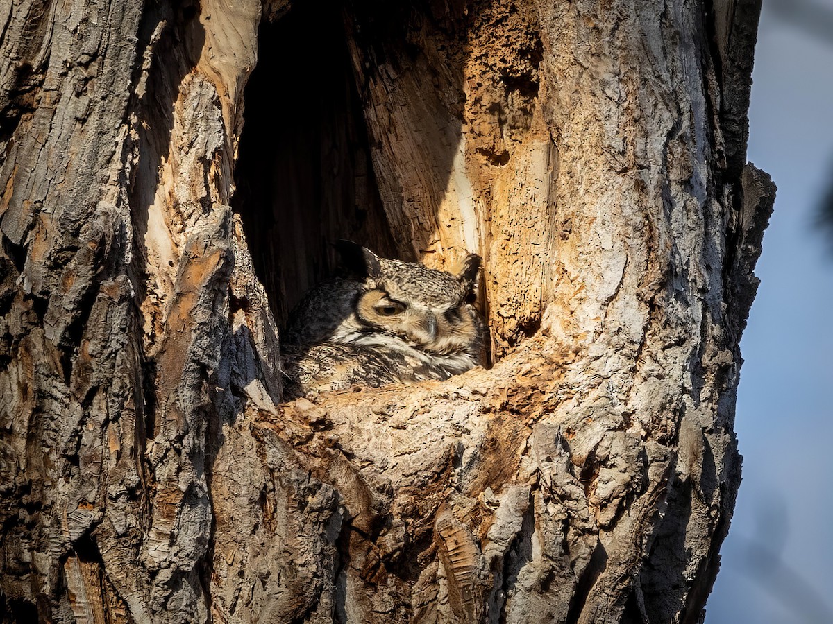Great Horned Owl - ML616656627