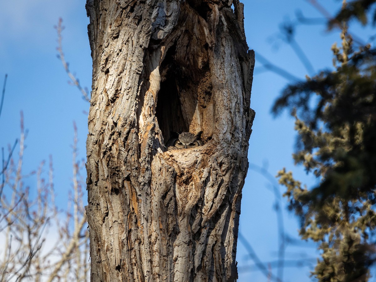 Great Horned Owl - ML616656628