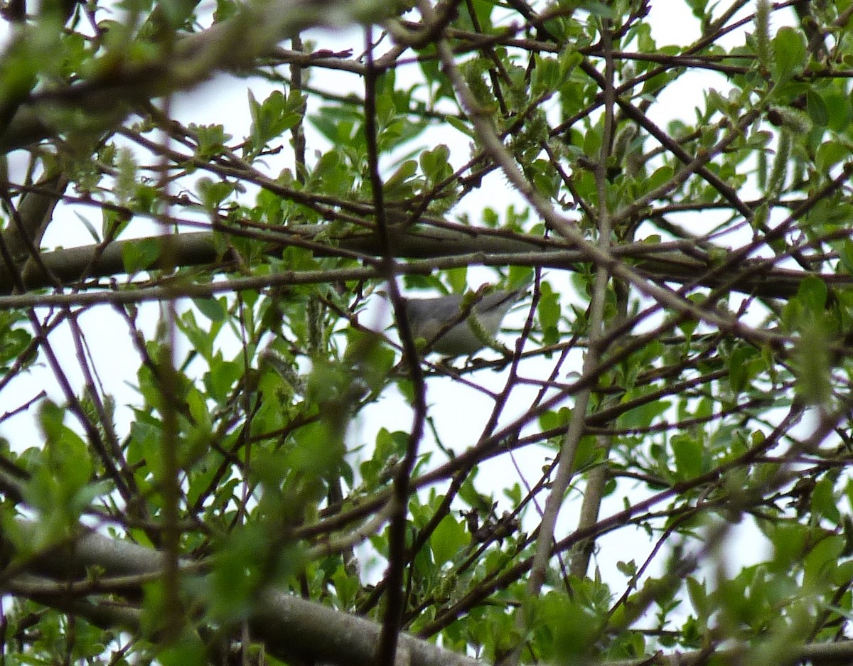 Lucy's Warbler - Tony Kurz