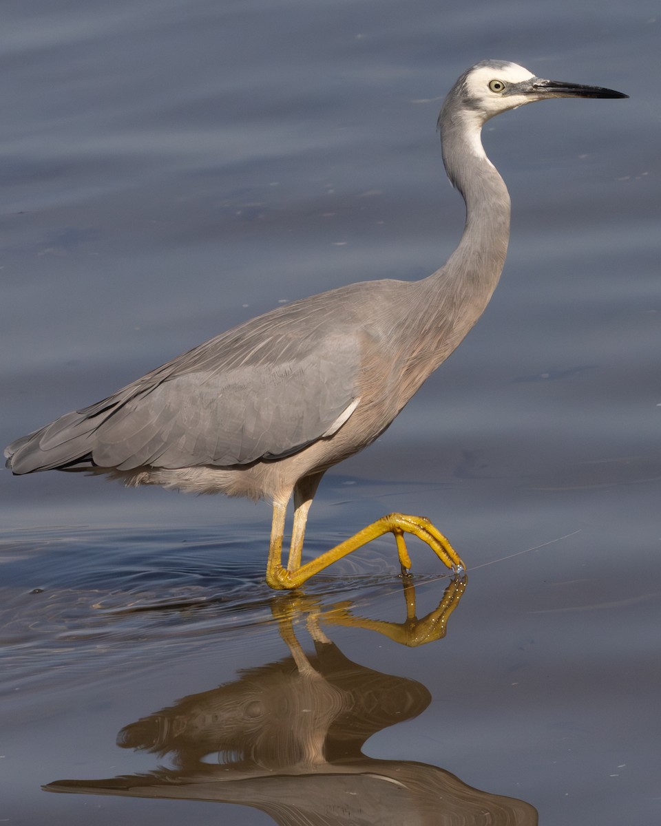 White-faced Heron - ML616656720