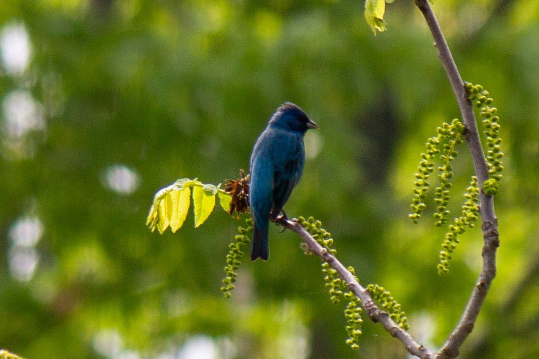Indigo Bunting - ML616656742