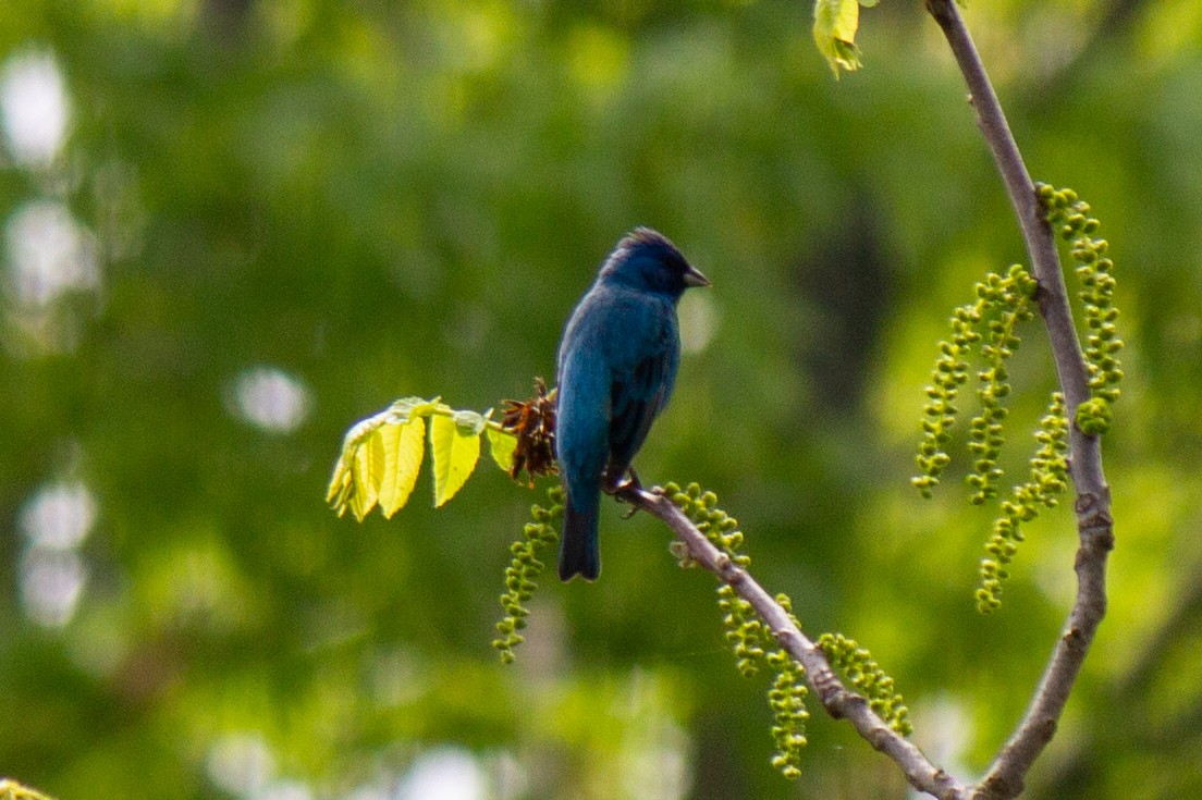 Indigo Bunting - Yixiao Liu