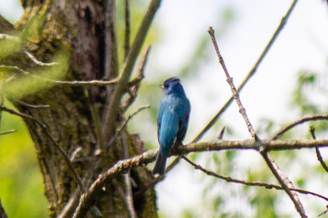 Indigo Bunting - Yixiao Liu