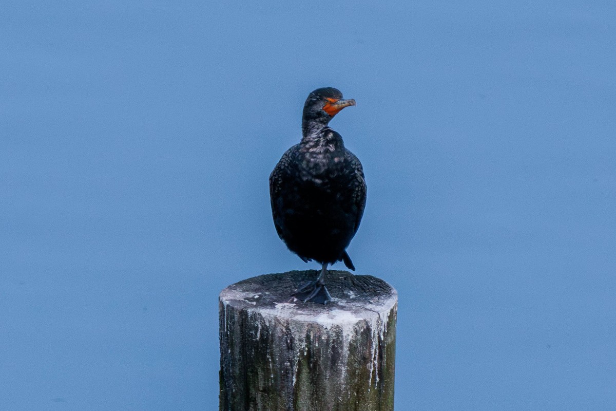 Double-crested Cormorant - ML616656767