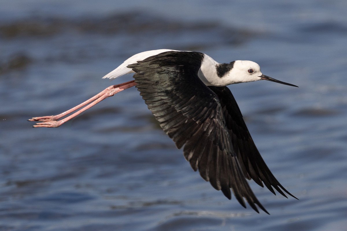 Pied Stilt - ML616656774