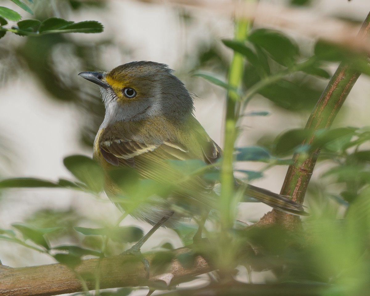 Weißaugenvireo - ML616656809