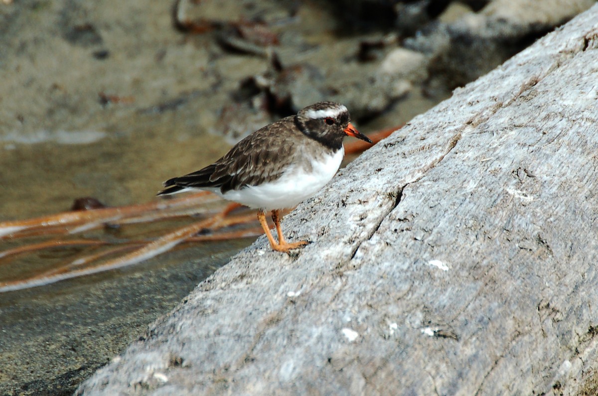 Shore Plover - David Riddell