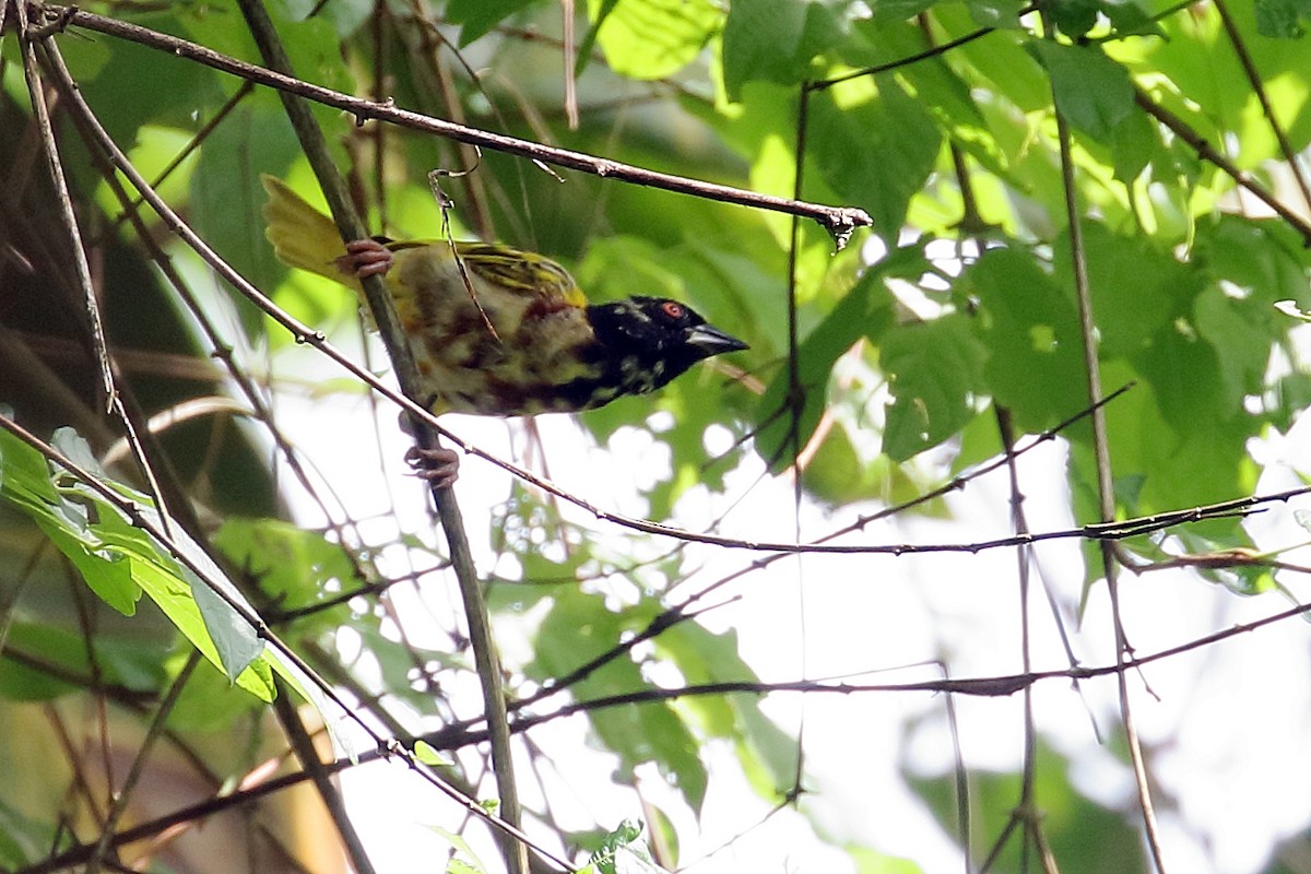 Golden-backed Weaver - ML616657085