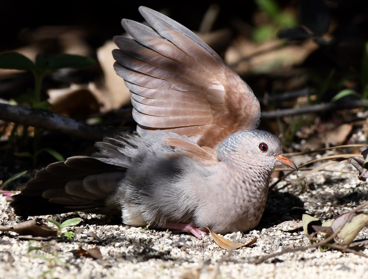 Common Ground Dove - ML616657096