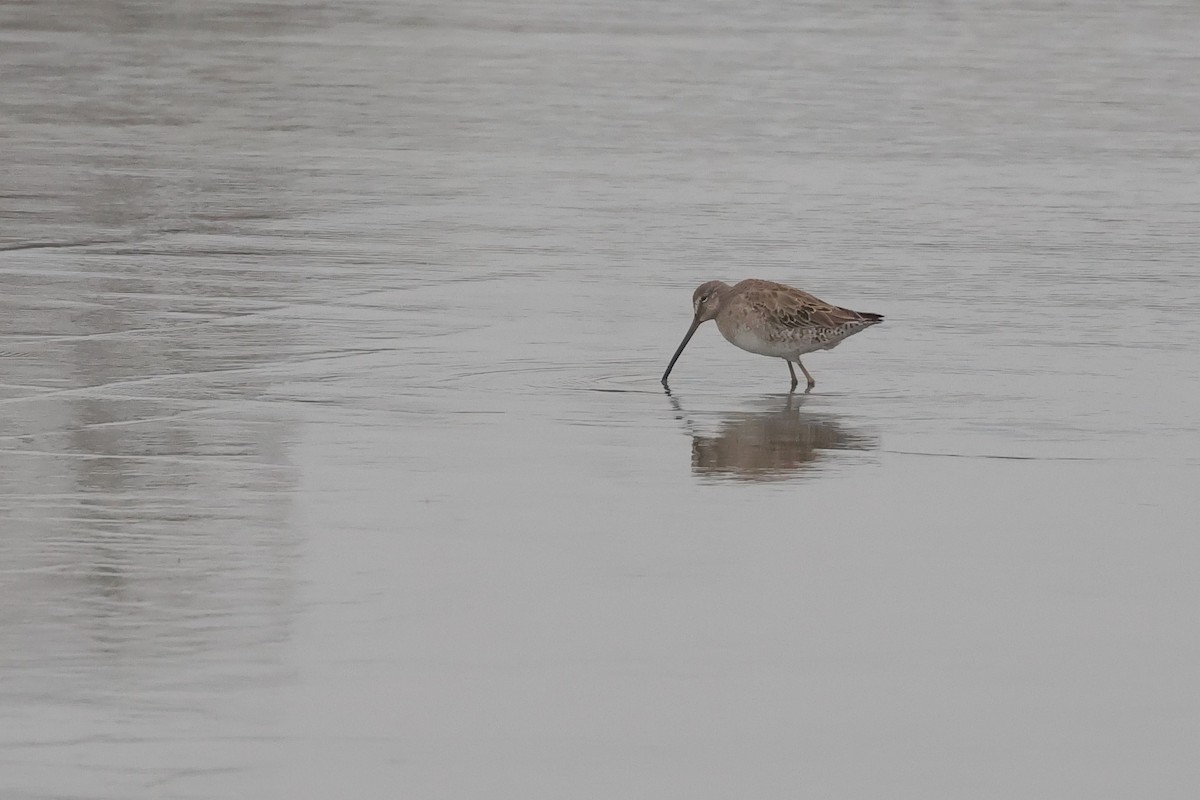 Long-billed Dowitcher - ML616657118