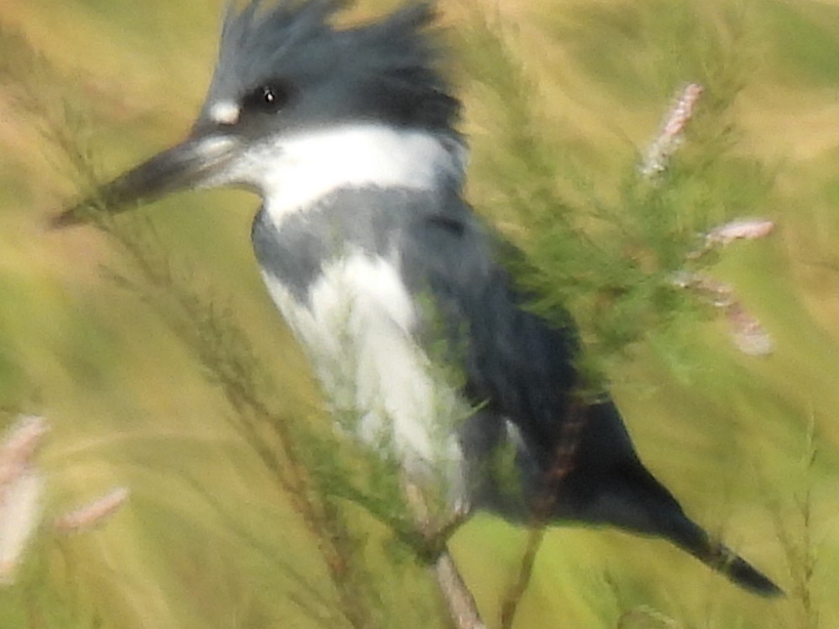 Belted Kingfisher - ML616657267