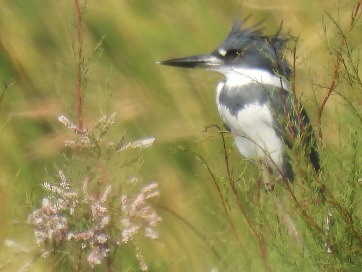 Belted Kingfisher - ML616657279