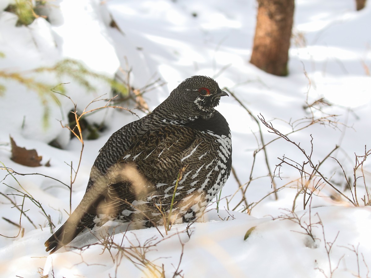 Spruce Grouse - ML616657317